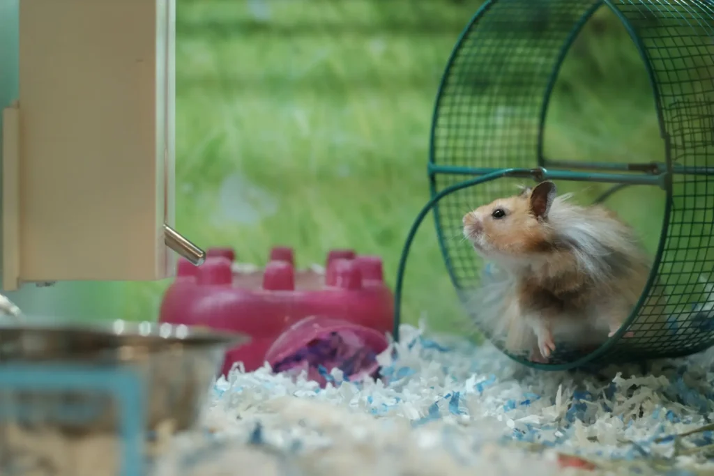 gerbil is playing