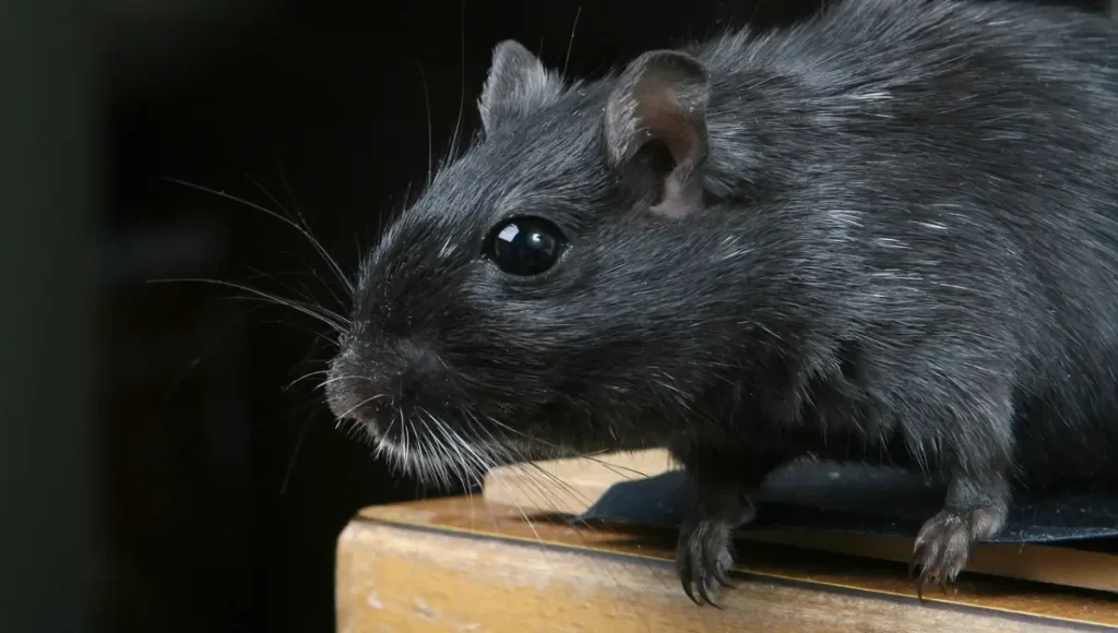 a black mouse on a wood surface