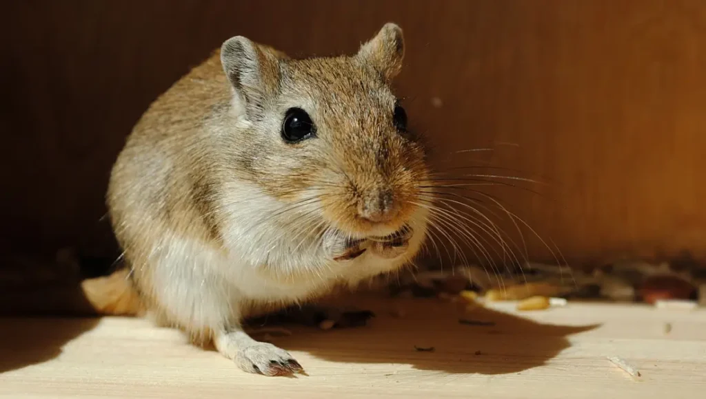 Estimating the Age of Your Gerbil